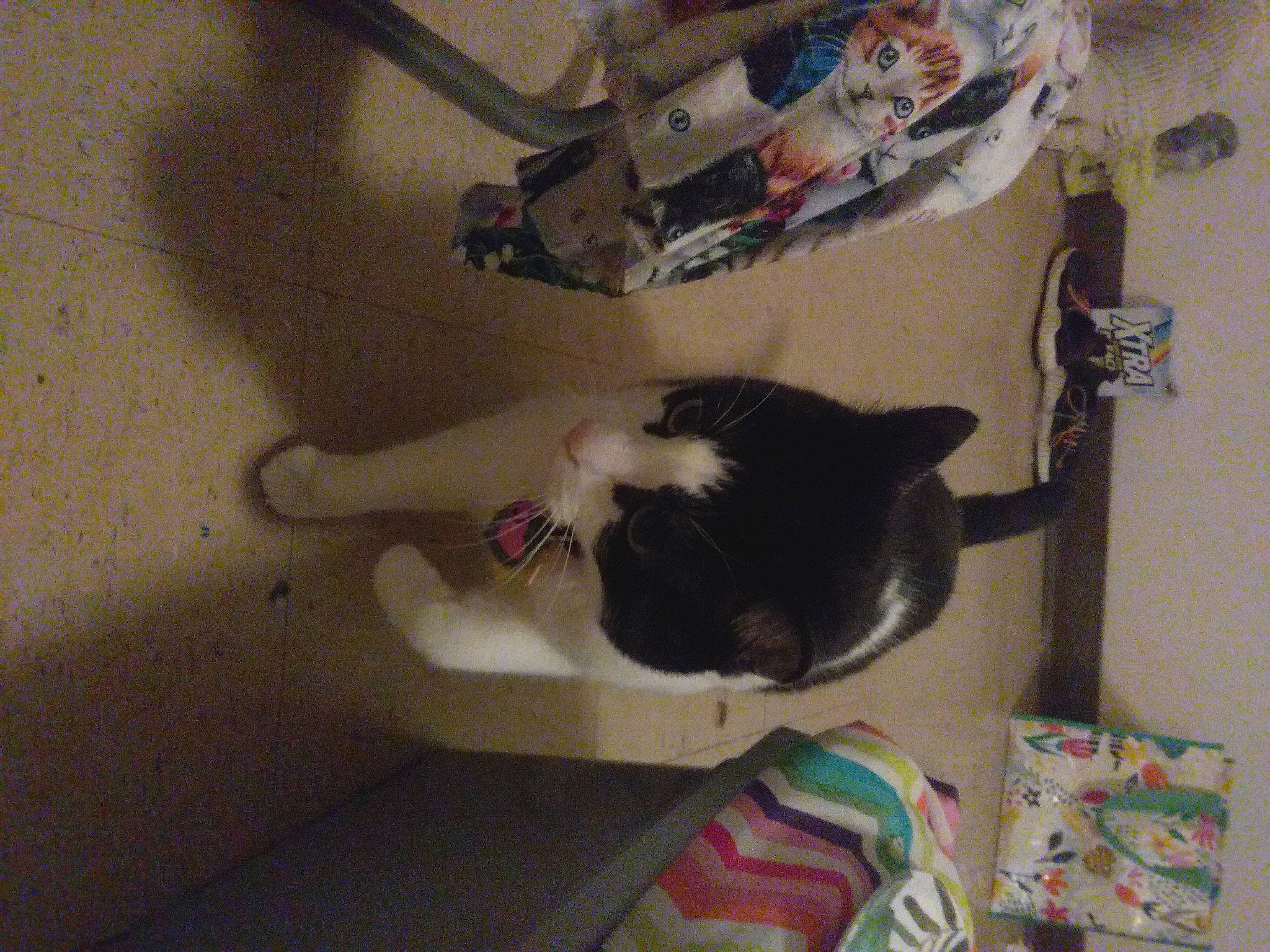 Panda joined the competition — help win amazing prizes! canidae, carnivore, cat, comfort, companion_dog, dog_breed, domestic_short_haired_cat, felidae, fur, hardwood, room, small_to_medium_sized_cats, sporting_group, tail, whiskers, wood