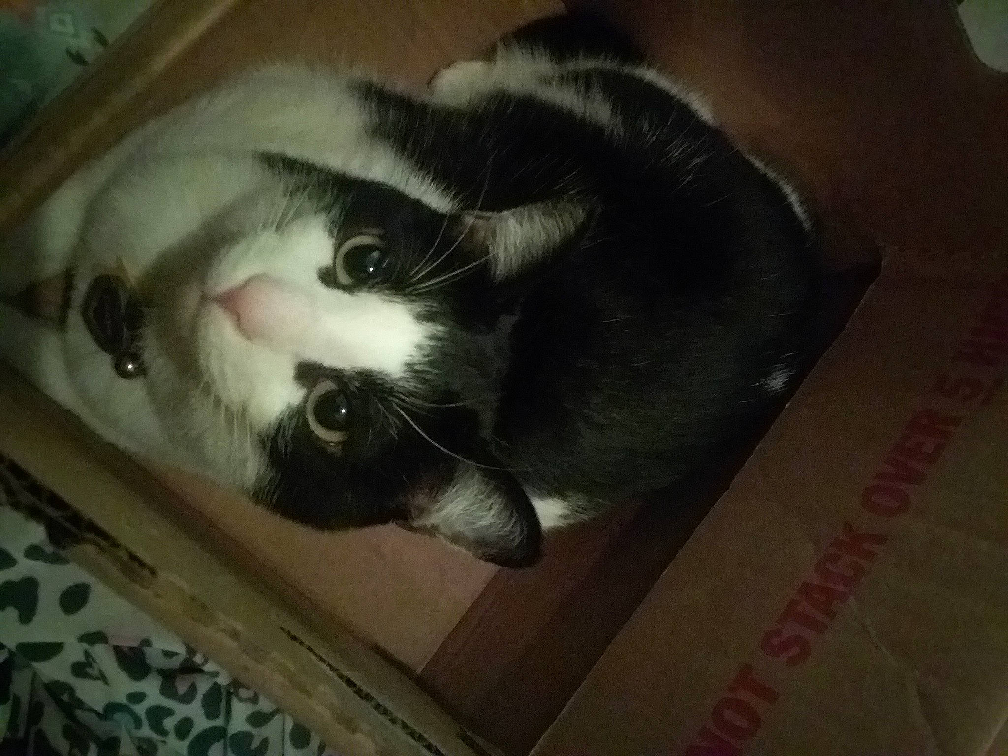 Panda joined the competition — help win amazing prizes! box, cardboard, carnivore, cat, comfort, domestic_short_haired_cat, eye, felidae, flooring, fur, hardwood, packaging_and_labeling, paw, photo_caption, room, small_to_medium_sized_cats, snout, tail, whiskers, wood