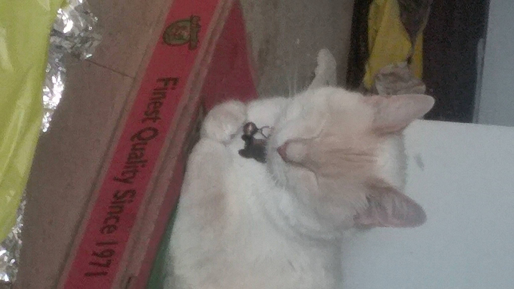 Lightning is registered to the contest to win money with this photo: carnivore, cat, domestic_short_haired_cat, fawn, felidae, fur, paw, small_to_medium_sized_cats, snout, tail, whiskers