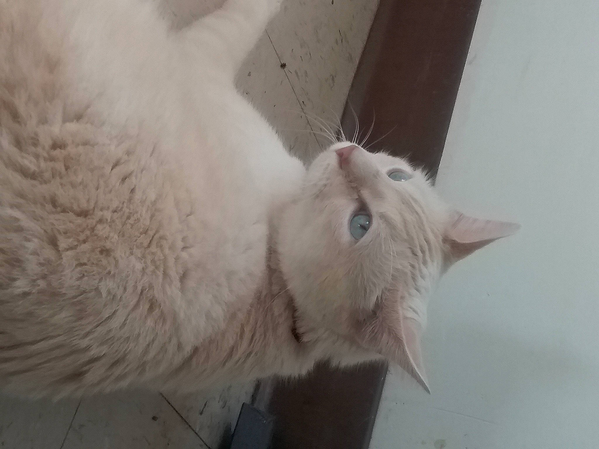 Lightning joined the competition — help win amazing prizes! carnivore, cat, claw, domestic_short_haired_cat, ear, fawn, felidae, fur, paw, small_to_medium_sized_cats, snout, tail, whiskers, window