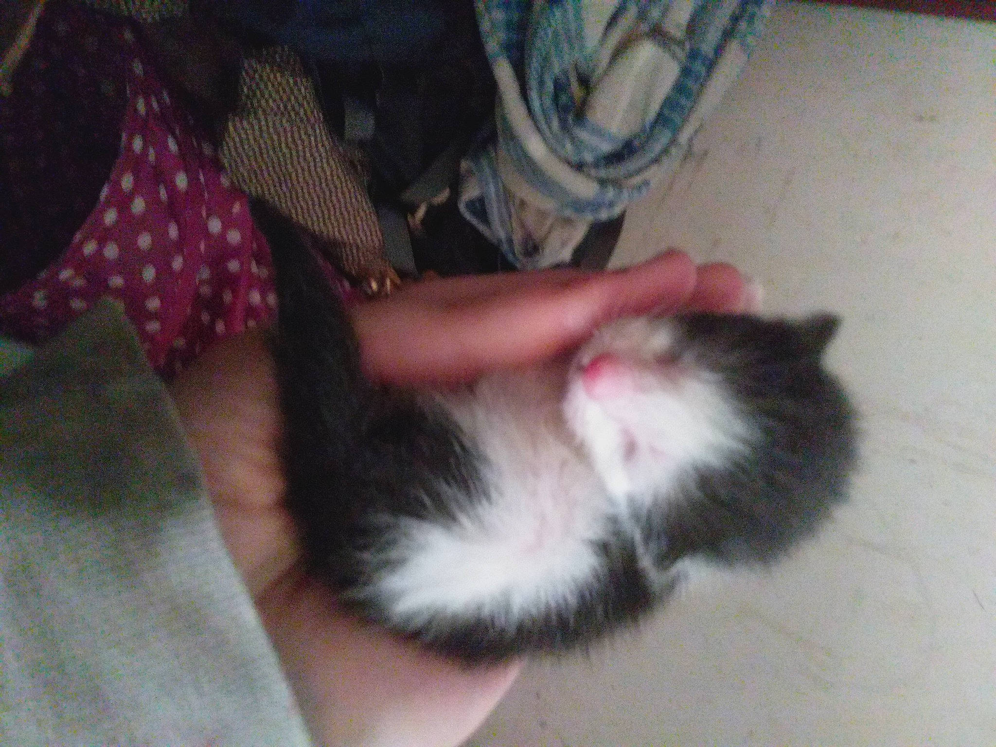 Forest joined the competition — help win amazing prizes! canidae, carnivore, cat, claw, comfort, dog_breed, domestic_short_haired_cat, felidae, flooring, foot, fur, hardwood, human_leg, nail, pattern, paw, small_to_medium_sized_cats, snout, tail, whiskers