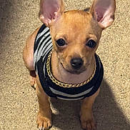 Noah is registered to the contest to win money with this photo: dog, puppy, small_dog, chihuahua, pet, wearing_clothes, sweater, gold_chain, looking_up, floor, shadow, indoor, cute, animal, young_dog, ears_up, brown_fur, black_nose, companion, adorable