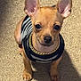 dog, puppy, small_dog, chihuahua, pet, wearing_clothes, sweater, gold_chain, looking_up, floor, shadow, indoor, cute, animal, young_dog, ears_up, brown_fur, black_nose, companion, adorable