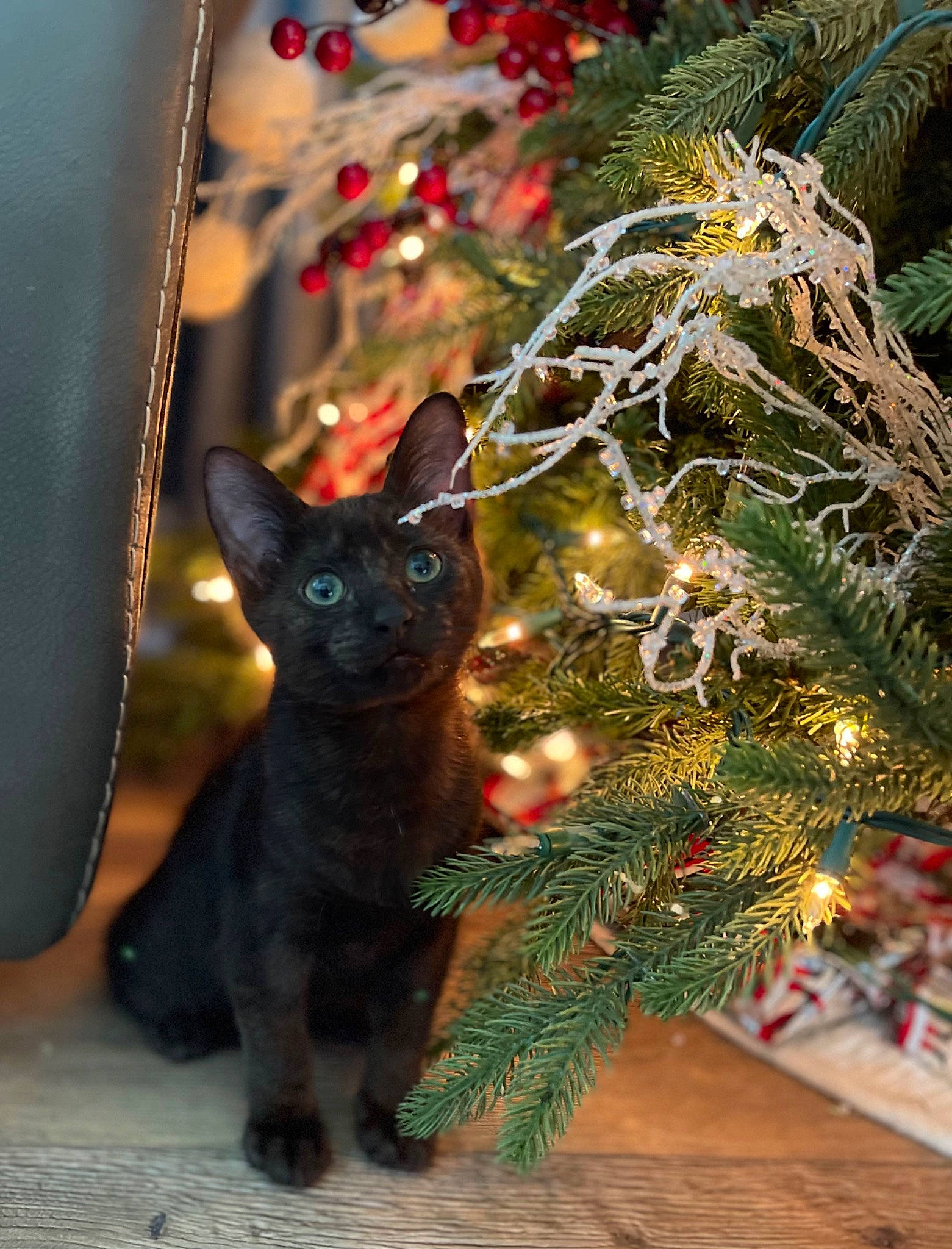 Moose is registered to the contest to win money with this photo: bombay, carnivore, cat, christmas_decoration, christmas_ornament, christmas_tree, conifer, domestic_short_haired_cat, event, evergreen, felidae, holiday_ornament, ornament, plant, small_to_medium_sized_cats, snout, tree, twig, whiskers, window