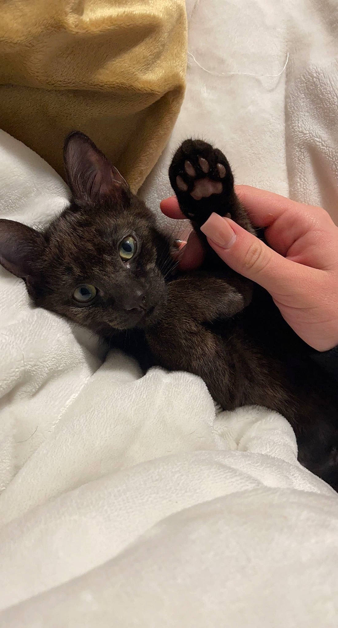Moose is registered to the contest to win money with this photo: carnivore, cat, comfort, companion_dog, dog_breed, domestic_short_haired_cat, ear, felidae, finger, foot, fur, gesture, grey, hand, human_leg, linens, nail, paw, small_to_medium_sized_cats, whiskers