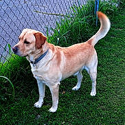 Dart joined the competition — help win amazing prizes! dog, labrador, golden, standing, grass, fence, outdoor, pet, canine, collar, alert, tail, animal, nature, summer, daylight, greenery, mammal, side_view, domestic