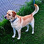 dog, labrador, golden, standing, grass, fence, outdoor, pet, canine, collar, alert, tail, animal, nature, summer, daylight, greenery, mammal, side_view, domestic