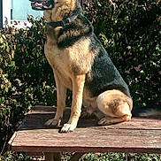 Ghost is registered to the contest to win money with this photo: dog, german_shepherd, outdoor, picnic_table, wood, sunlight, greenery, bushes, fence, pet, animal, canine, collar, side_view, sitting, nature, daylight, ears, tongue, fur
