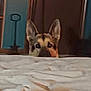 dog, german_shepherd, peeking, bedspread, ears, eyes, indoor, curious, brown, black, furniture, room, wood, dim_light, home, animal, pet, canine, watching, quiet