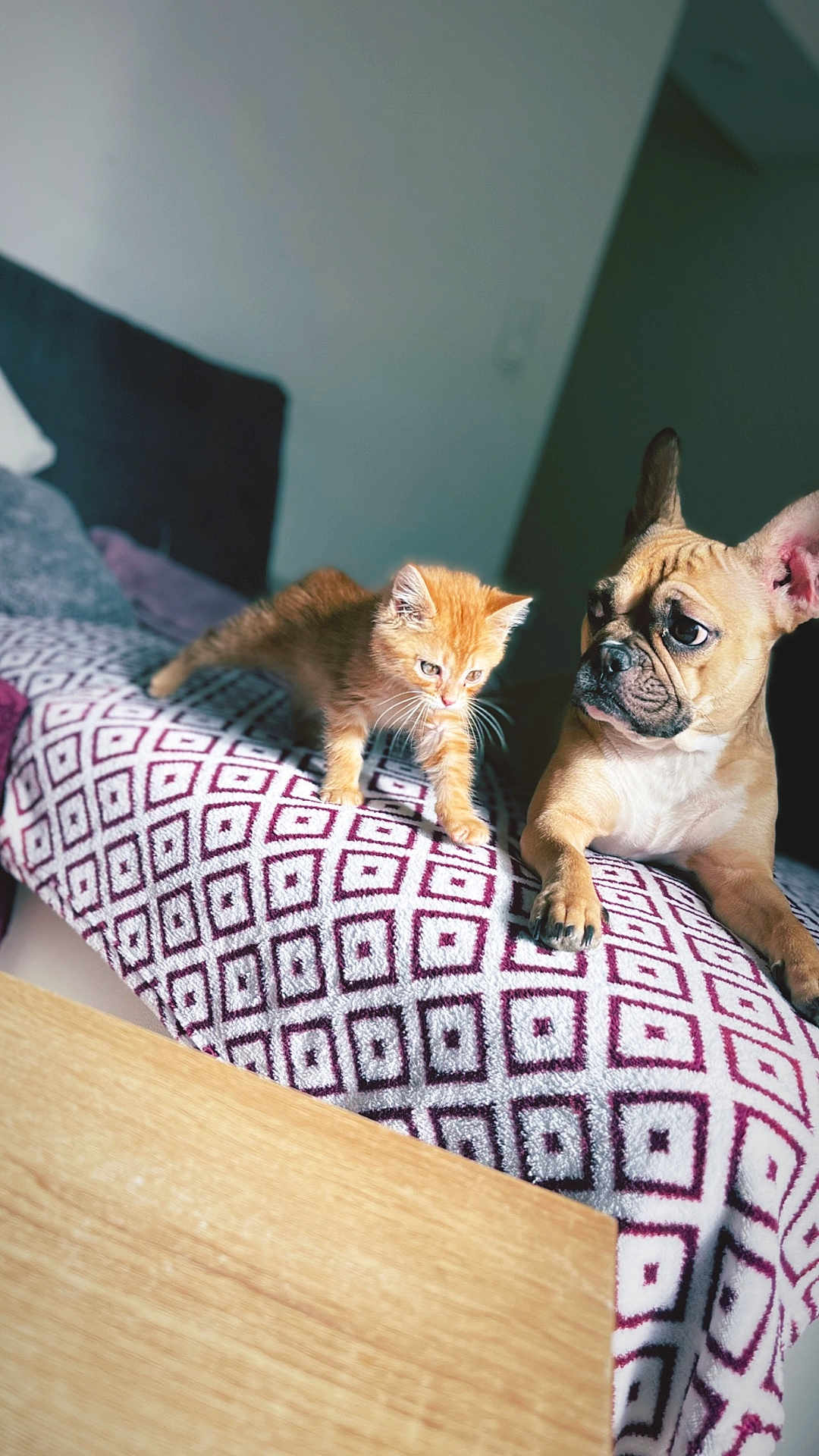 Zoe a rejoint le concours — aidez-le/la à gagner de superbes lots ! kitten, dog, french_bulldog, indoor, blanket, pattern, curious, pet, animal, furniture, wooden_table, bed, cozy, orange_cat, brown_dog, relaxed, companion, cute, stretching, watching