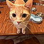 animal, cat, close_up, curious, domestic_cat, ears, eyes, feline, food_bowls, fur, household, indoor, kitchen, nose, orange_tabby, pet_bowls, pets, table, whiskers, wooden_table