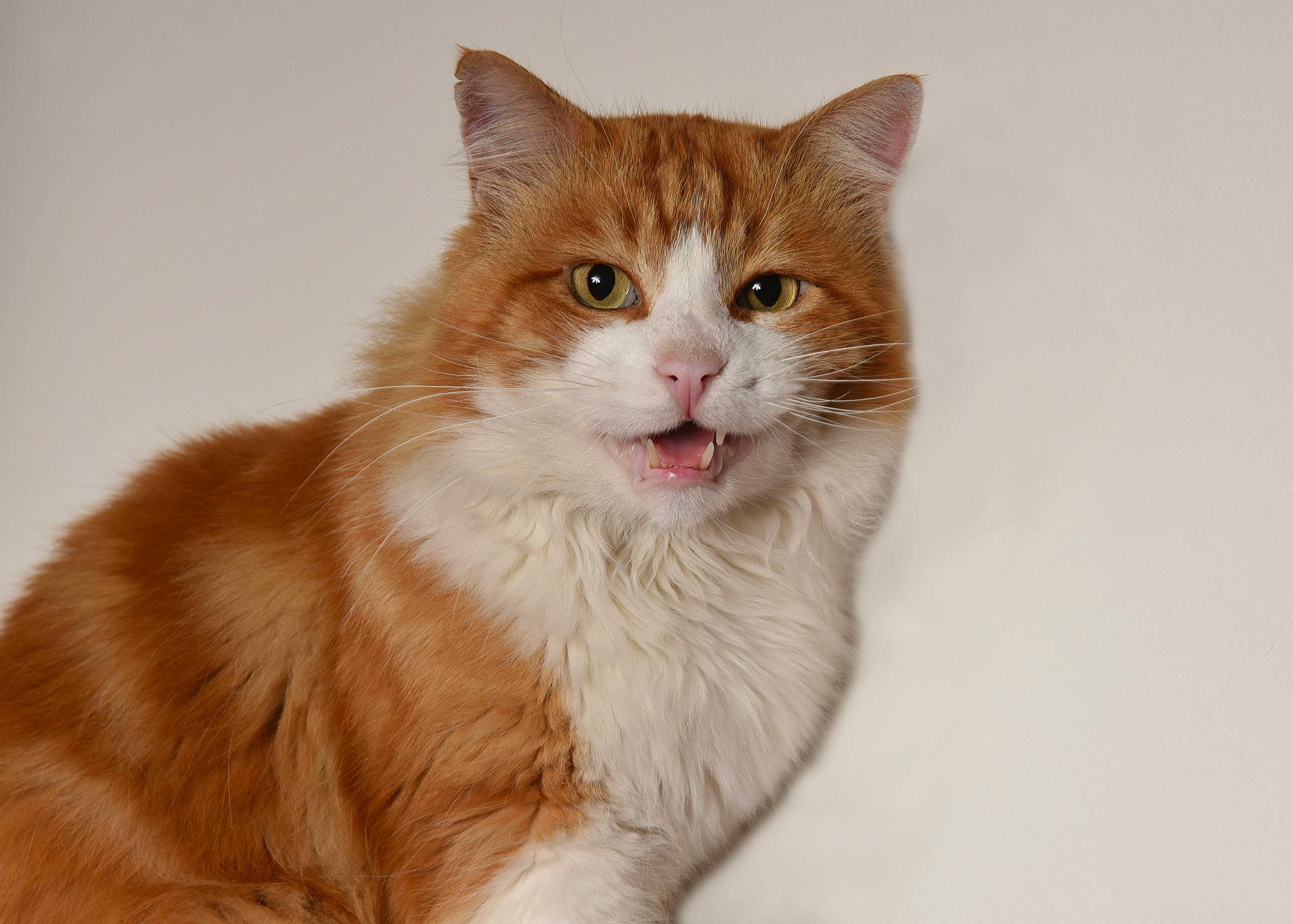 Guiness a rejoint le concours — aidez-le/la à gagner de superbes lots ! beige, brown, carnivore, cat, domestic_short_haired_cat, facial_expression, fawn, felidae, fur, iris, liver, orange, peach, small_to_medium_sized_cats, snout, tan, tongue, whiskers