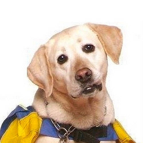 Sanja participe au concours pour gagner de l'argent avec cette photo : canidae, carnivore, collar, companion_dog, dog, dog_breed, dog_collar, dog_supply, ear, electric_blue, fashion_accessory, fawn, fur, personal_protective_equipment, pet_supply, selfie, snout, sporting_group, whiskers, working_animal