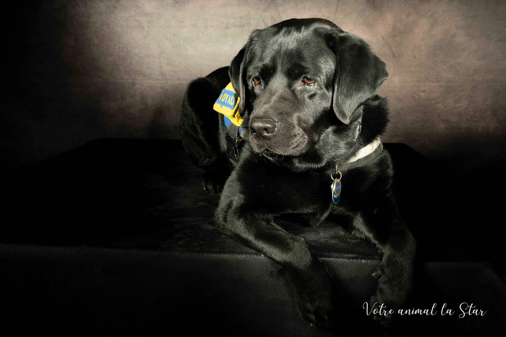 Molly a rejoint le concours — aidez-le/la à gagner de superbes lots ! borador, canidae, carnivore, collar, companion_dog, darkness, dog, dog_breed, dog_collar, eye, flash_photography, grey, gun_dog, monochrome_photography, personal_protective_equipment, retriever, snout, sporting_group, whiskers, working_animal