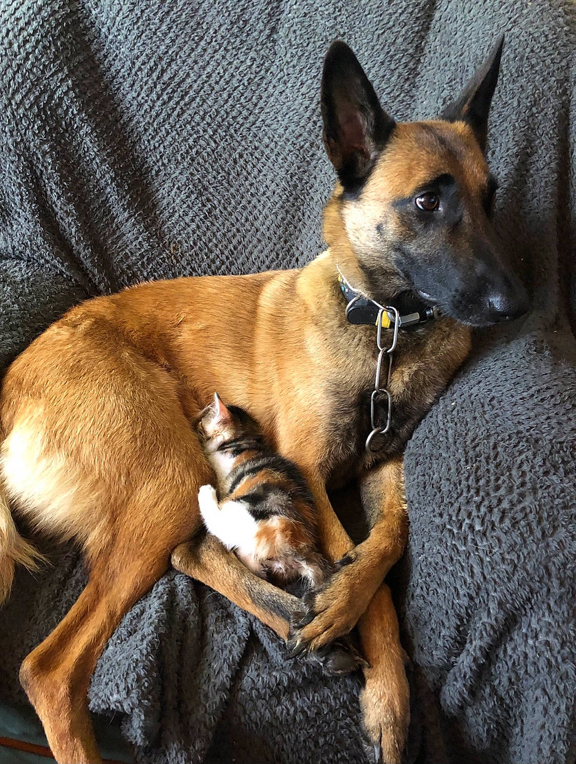 Niki a rejoint le concours — aidez-le/la à gagner de superbes lots ! ancient_dog_breeds, canidae, carnivore, collar, comfort, companion_dog, dog, dog_breed, dog_collar, dog_supply, fawn, fur, russkiy_toy, snout, sporting_group, terrestrial_animal, toy_dog, whiskers, working_animal, working_dog