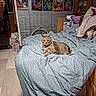 cat, tabby_cat, pet, animal, bed, bedroom, blanket, bedspread, collar, indoors, home, furniture, pillows, wall_art, paintings, decor, cozy, relaxed, lying_down, portrait