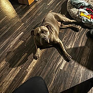Bruno Marz Ivy joined the competition — help win amazing prizes! dog, floor, wooden_floor, dog_bed, blanket, toy, cardboard_box, shadow, sunlight, indoor, pet, animal, relaxed, brown_dog, fur, looking_up, cozy, home, quiet, resting