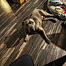 dog, floor, wooden_floor, dog_bed, blanket, toy, cardboard_box, shadow, sunlight, indoor, pet, animal, relaxed, brown_dog, fur, looking_up, cozy, home, quiet, resting