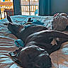 Bruno Marz Ivy joined the competition — help win amazing prizes! dog, bed, blanket, pillow, window, curtain, indoor, sleeping, relaxed, pet, resting, furniture, cozy, canine, comfort, sunlight, home, animal, domestic, quiet
