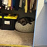 Bruno Marz Ivy is registered to the contest to win money with this photo: dog, sleeping, pet_bed, closet, clothes, hanging_clothes, storage_bin, carpet, flooring, indoor, cozy, resting, black_dog, home, quiet, relaxation, soft_texture, colorful, pet, companion