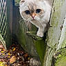Mr.favio is registered to the contest to win money with this photo: cat, animal, curious, wooden_fence, moss, outdoor, autumn_leaves, nature, close_up, pet, whiskers, face, fur, small_animal, wood, fall, leaves, daylight, eyes, cute