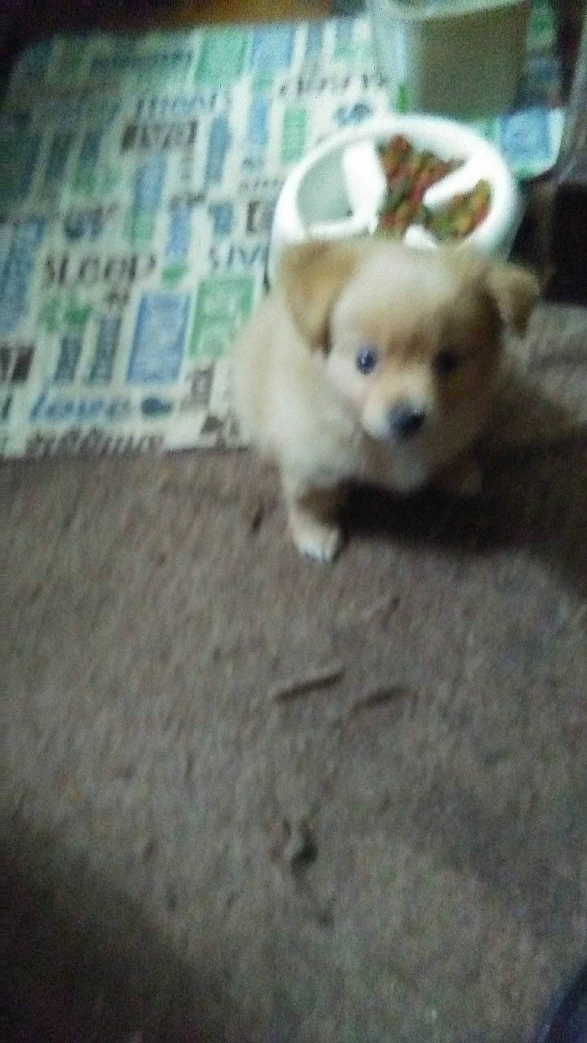 Chubby is registered to the contest to win money with this photo: canidae, carnivore, companion_dog, dog, dog_breed, fawn, mammal, morkie, non_sporting_group, pomeranian, puppy, puppy_love, rare_breed_dog, shih_tzu, snout, spitz, sporting_group, toy_dog, vertebrate