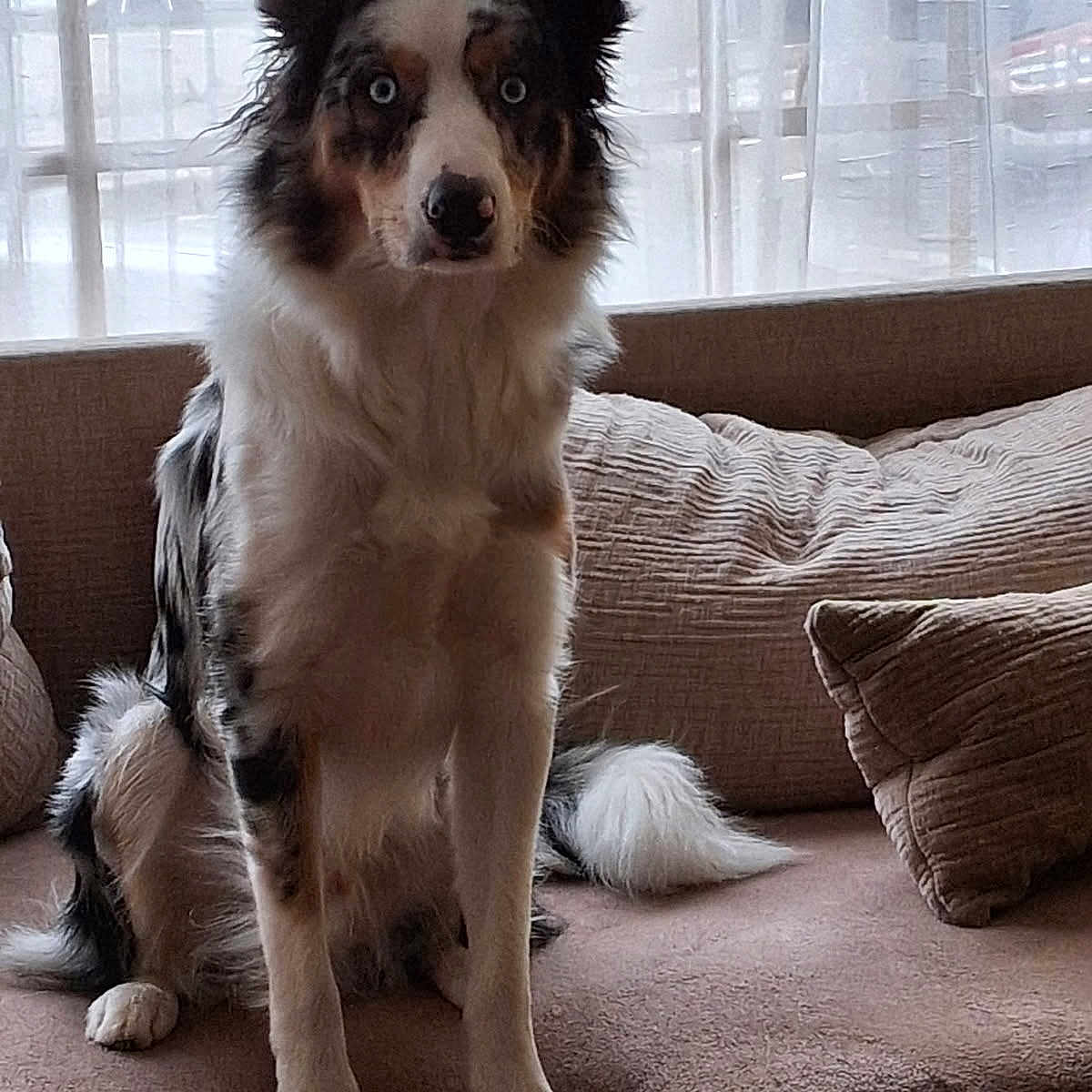 Noopy a rejoint le concours — aidez-le/la à gagner de superbes lots ! animal, attentive, blue_eyes, canine, companion, couch, cozy, curtains, dog, domestic, fur, furniture, household, indoor, living_room, pet, pillow, relaxed, sitting, window