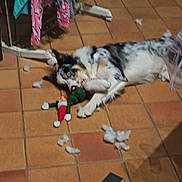 Noopy a rejoint le concours — aidez-le/la à gagner de superbes lots ! animal, black_and_white, blue_eyes, canine, chewed_toy, clothes, dog, domestic, drying_rack, floor, fur, home, indoor, lying_down, mess, pet, playful, stuffing, tile, toy