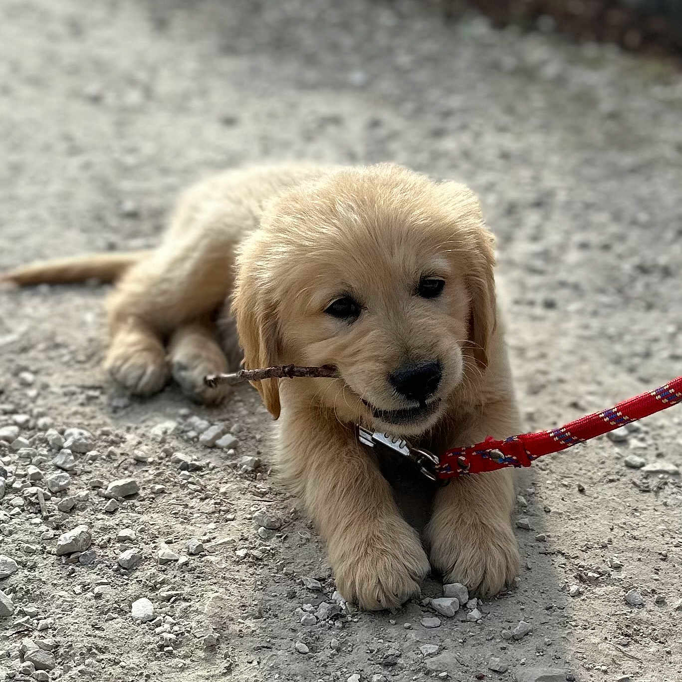 Aston a rejoint le concours — aidez-le/la à gagner de superbes lots ! accessories, animal, canine, cockerspaniel, collar, dog, goldenretriever, hound, jewelry, labradorretriever, leash, necklace, pet, puppy, road, rock, snout, strap, terrier, whitedog