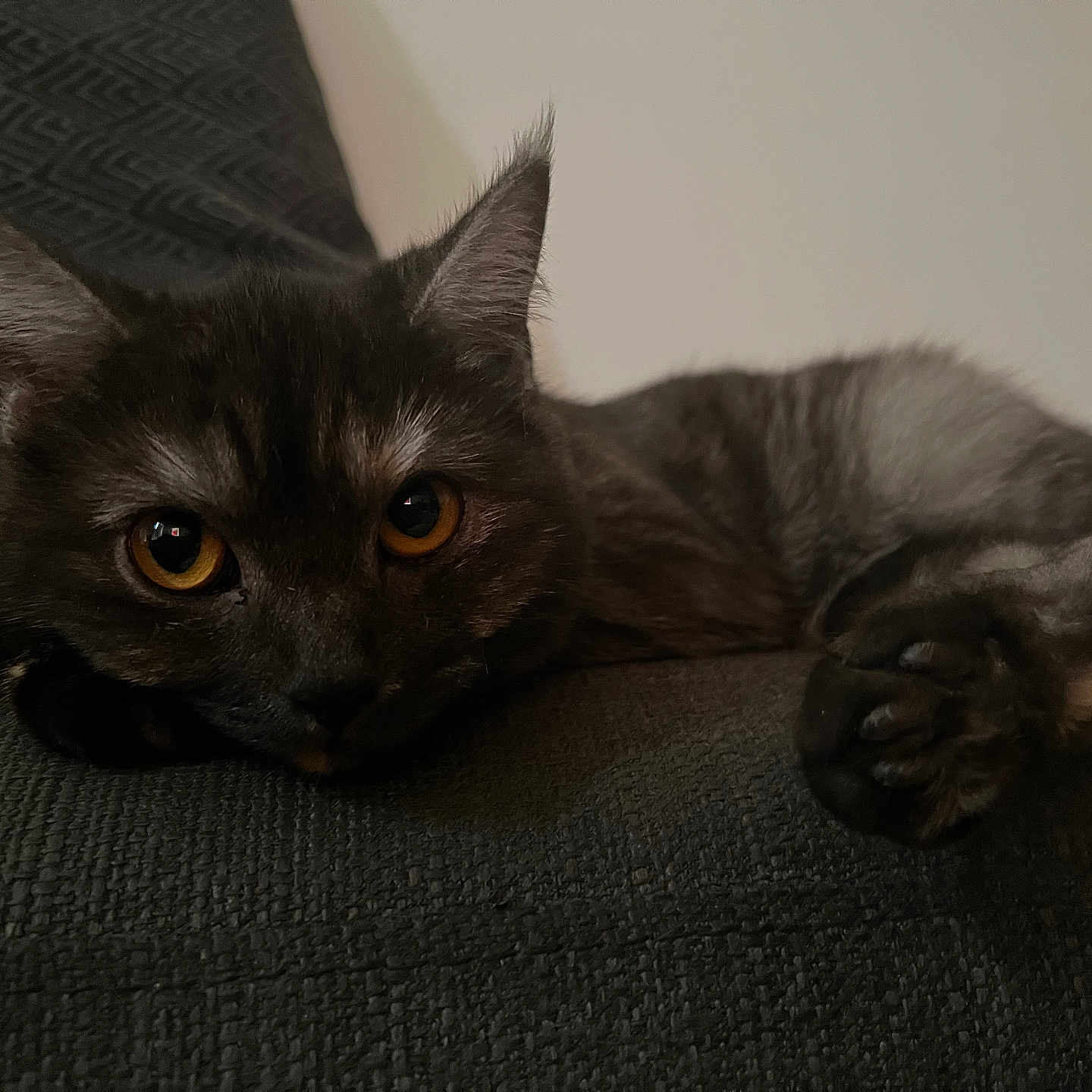 Havanna a rejoint le concours — aidez-le/la à gagner de superbes lots ! amber_eyes, animal, background, cat, closeup, comfort, curious, ears, face, feline, fur, gray, indoor, lying_down, paw, pet, relaxed, soft_light, texture, whiskers