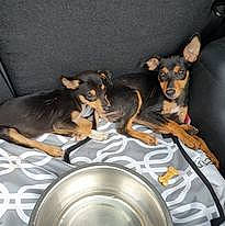 Les Loulous De L'Entre Deux a rejoint le concours — aidez-le/la à gagner de superbes lots ! carnivore, comfort, companion_dog, dog, dog_breed, dog_supply, fawn, fur, kitchen_appliance, paw, pet_supply, prazsky_krysarik, recipe, russkiy_toy, serveware, snout, sporting_group, toy_dog, whiskers, working_animal