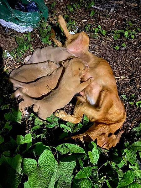 Les Loulous De L'Entre Deux a rejoint le concours — aidez-le/la à gagner de superbes lots ! adaptation, botany, canidae, fawn, felidae, forest, fungus, grass, green, groundcover, leaf, natural_landscape, organism, plant, sporting_group, terrestrial_animal, terrestrial_plant, trunk, wildlife, wood