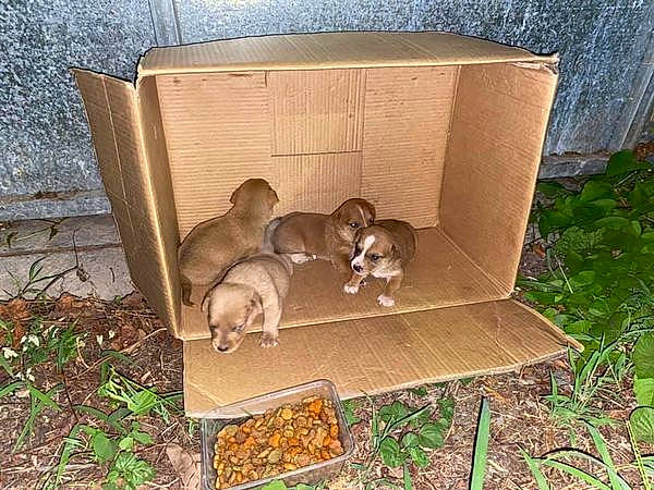 Les Loulous De L'Entre Deux participe au concours pour gagner de l'argent avec cette photo : animal_shelter, backyard, ball, box, cage, canidae, carnivore, companion_dog, dog, dog_breed, dog_supply, fawn, grass, mammal, pet_supply, plant, puppy, sporting_group, wood, working_animal