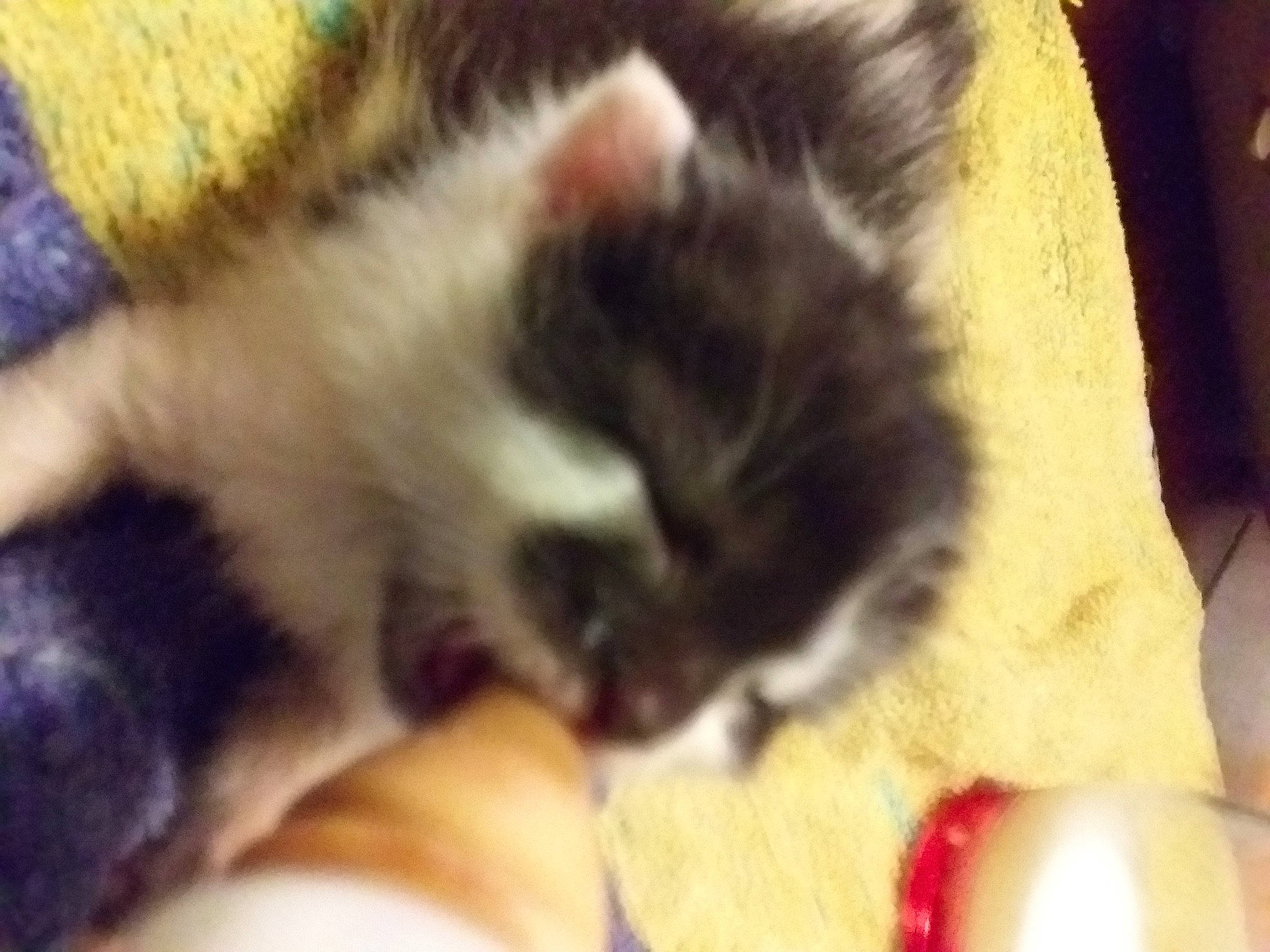 Bijou participe au concours pour gagner de l'argent avec cette photo : carnivore, cat, domestic_short_haired_cat, european_shorthair, felidae, fur, kitten, mammal, norwegian_forest_cat, polydactyl_cat, small_to_medium_sized_cats, snout, snowshoe, vertebrate, whiskers