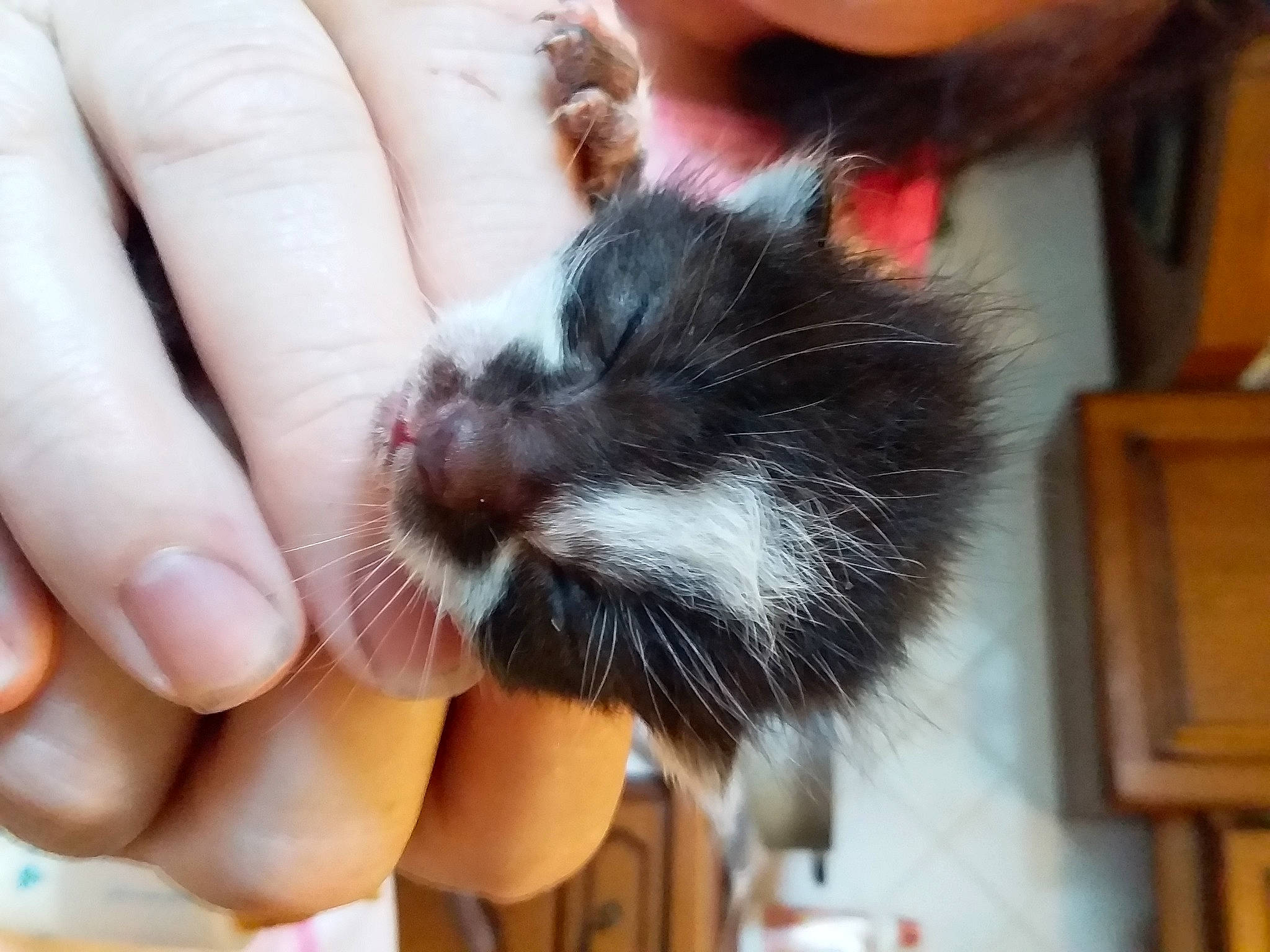 Bijou a rejoint le concours — aidez-le/la à gagner de superbes lots ! claw, ear, finger, fur, gerbil, hamster, hand, muridae, nail, paw, rodent, snout, tail, whiskers