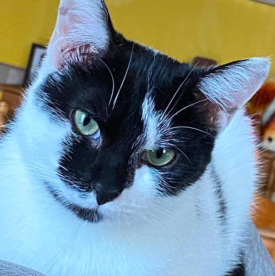 Bijou a rejoint le concours — aidez-le/la à gagner de superbes lots ! black_and_white, carnivore, cat, domestic_short_haired_cat, ear, european_shorthair, eye, felidae, fur, iris, japanese_bobtail, kitten, mammal, small_to_medium_sized_cats, snout, whiskers