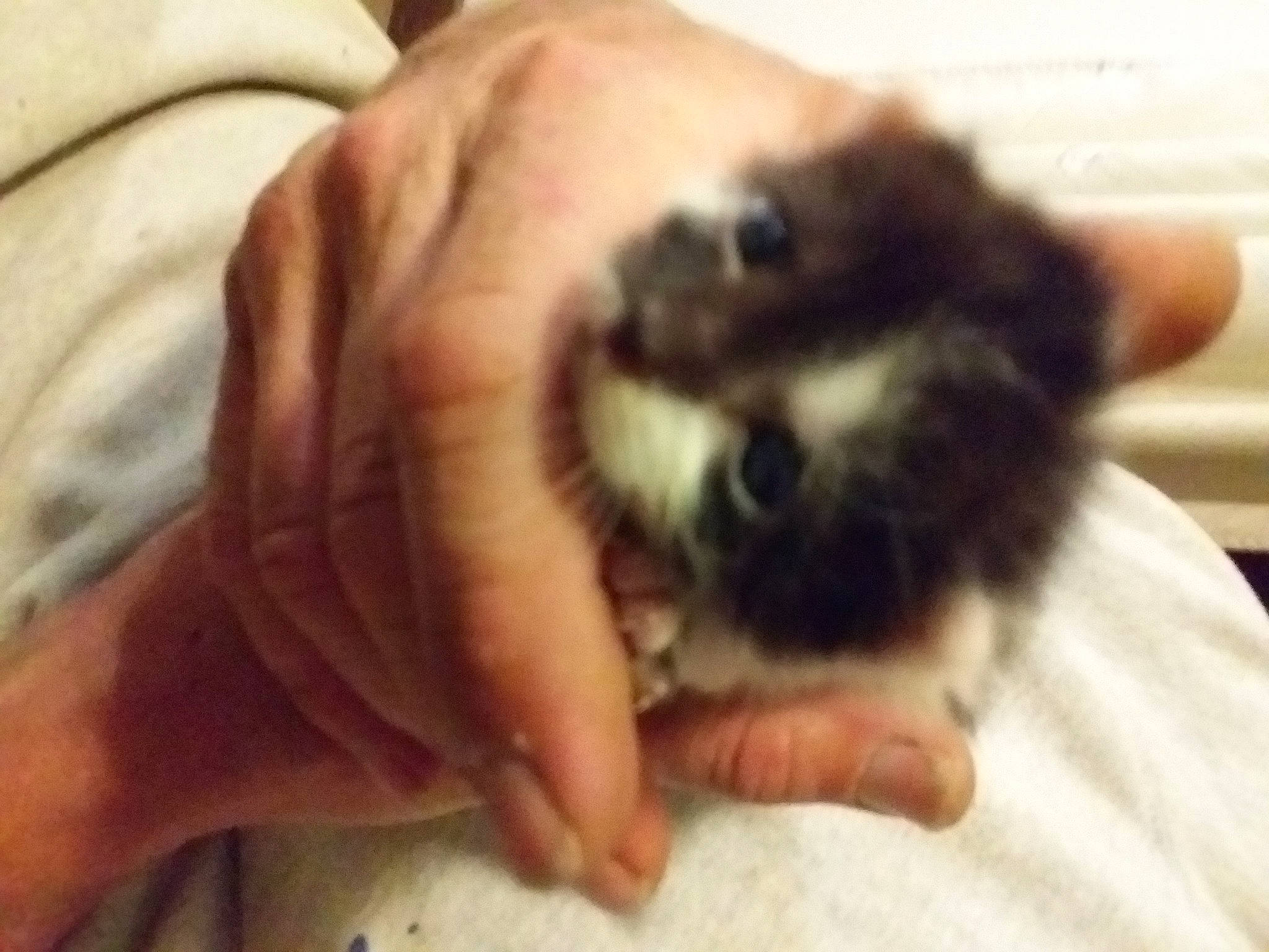 Bijou participe au concours pour gagner de l'argent avec cette photo : canidae, carnivore, companion_dog, dog, dog_breed, ear, fawn, guinea_pig, kitten, lhasa_apso, mammal, morkie, non_sporting_group, puppy, puppy_love, shih_tzu, toy_dog, vertebrate, whiskers