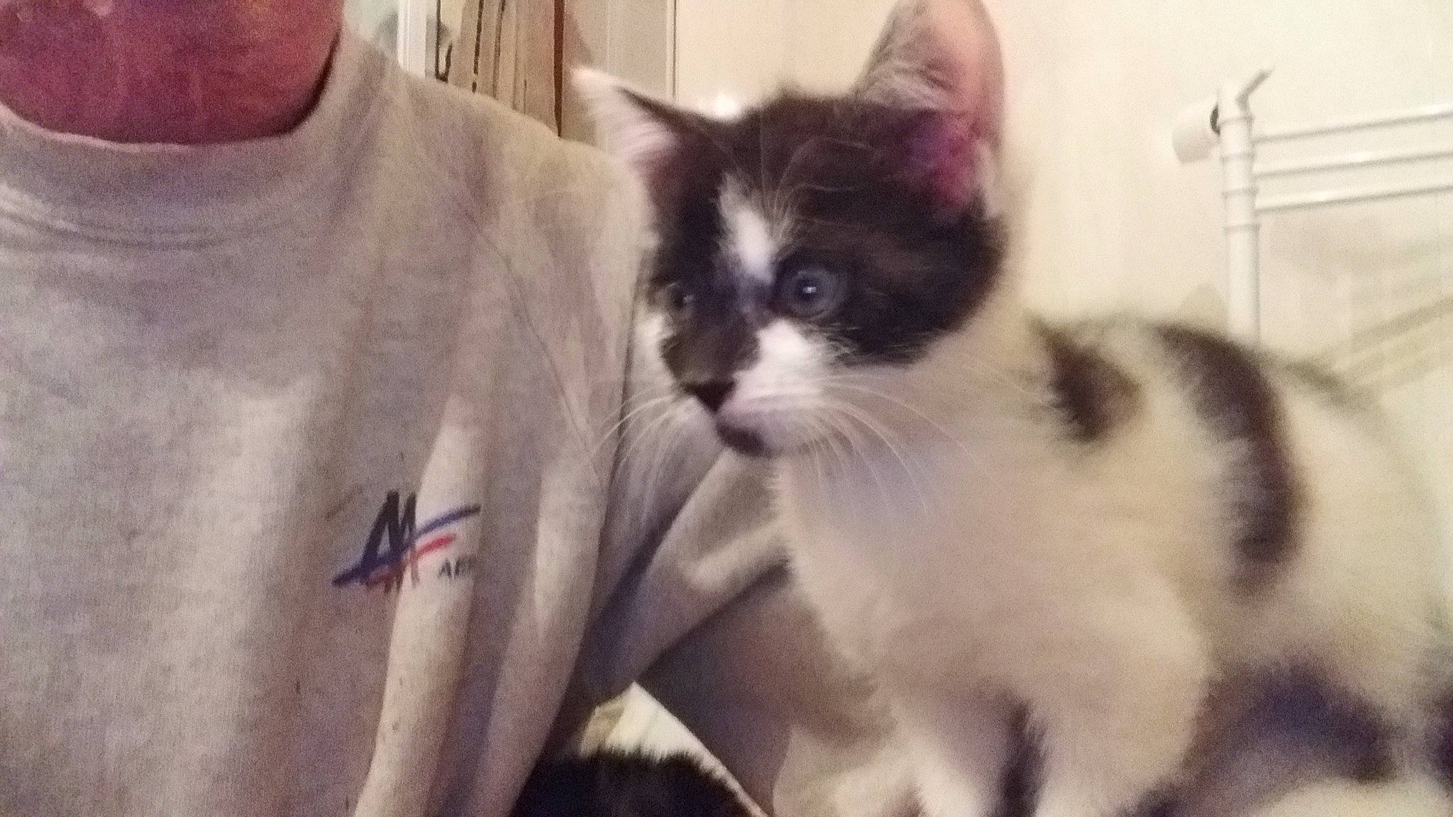 Bijou participe au concours pour gagner de l'argent avec cette photo : aegean_cat, american_wirehair, asian, carnivore, cat, domestic_long_haired_cat, domestic_short_haired_cat, european_shorthair, facial_expression, felidae, kitten, mammal, munchkin, norwegian_forest_cat, polydactyl_cat, small_to_medium_sized_cats, snapshot, snout, vertebrate, whiskers