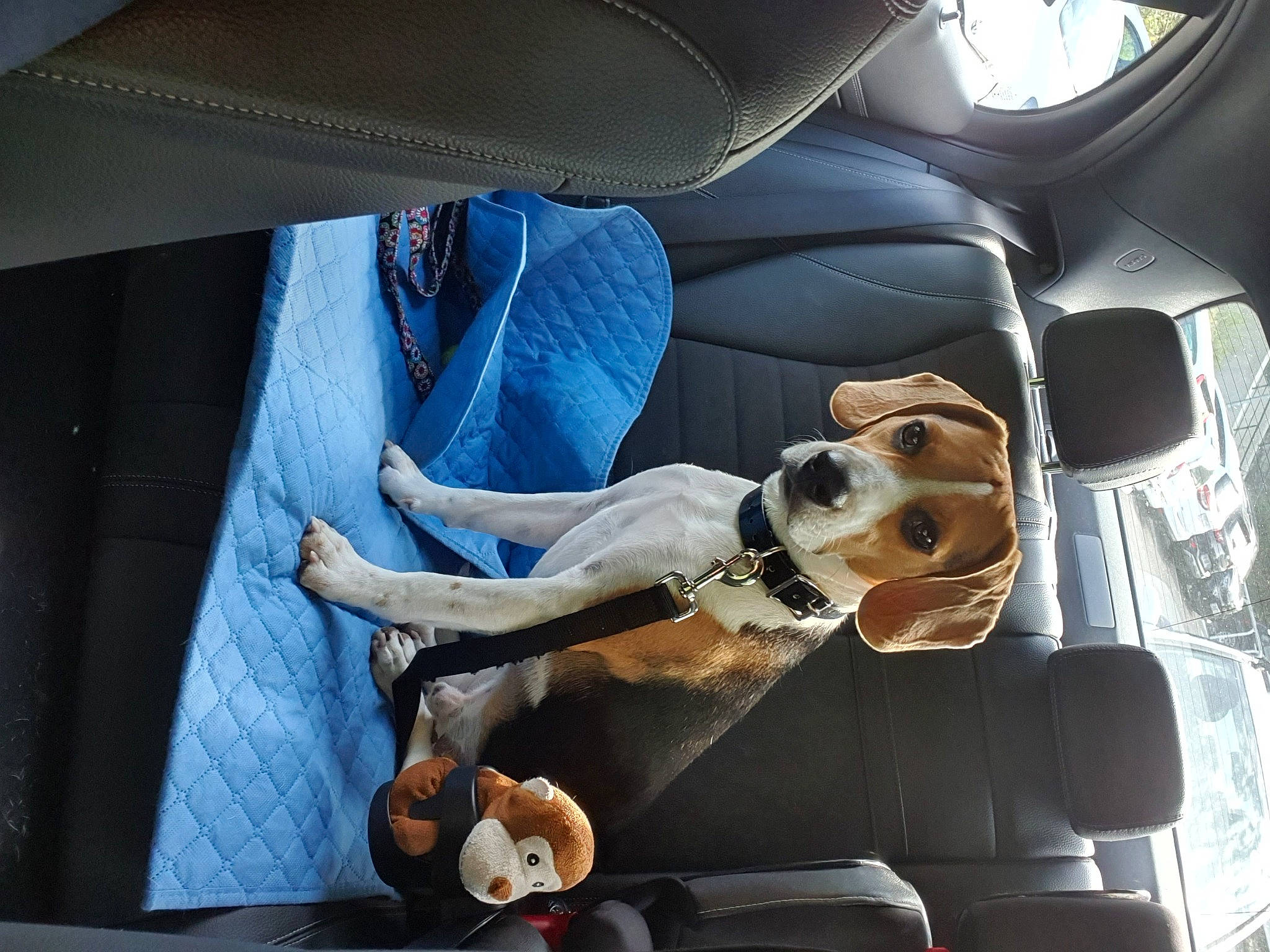 Otto a rejoint le concours — aidez-le/la à gagner de superbes lots ! beagle, canidae, car, carnivore, coonhound, dog, dog_breed, fawn, sporting_group, vehicle