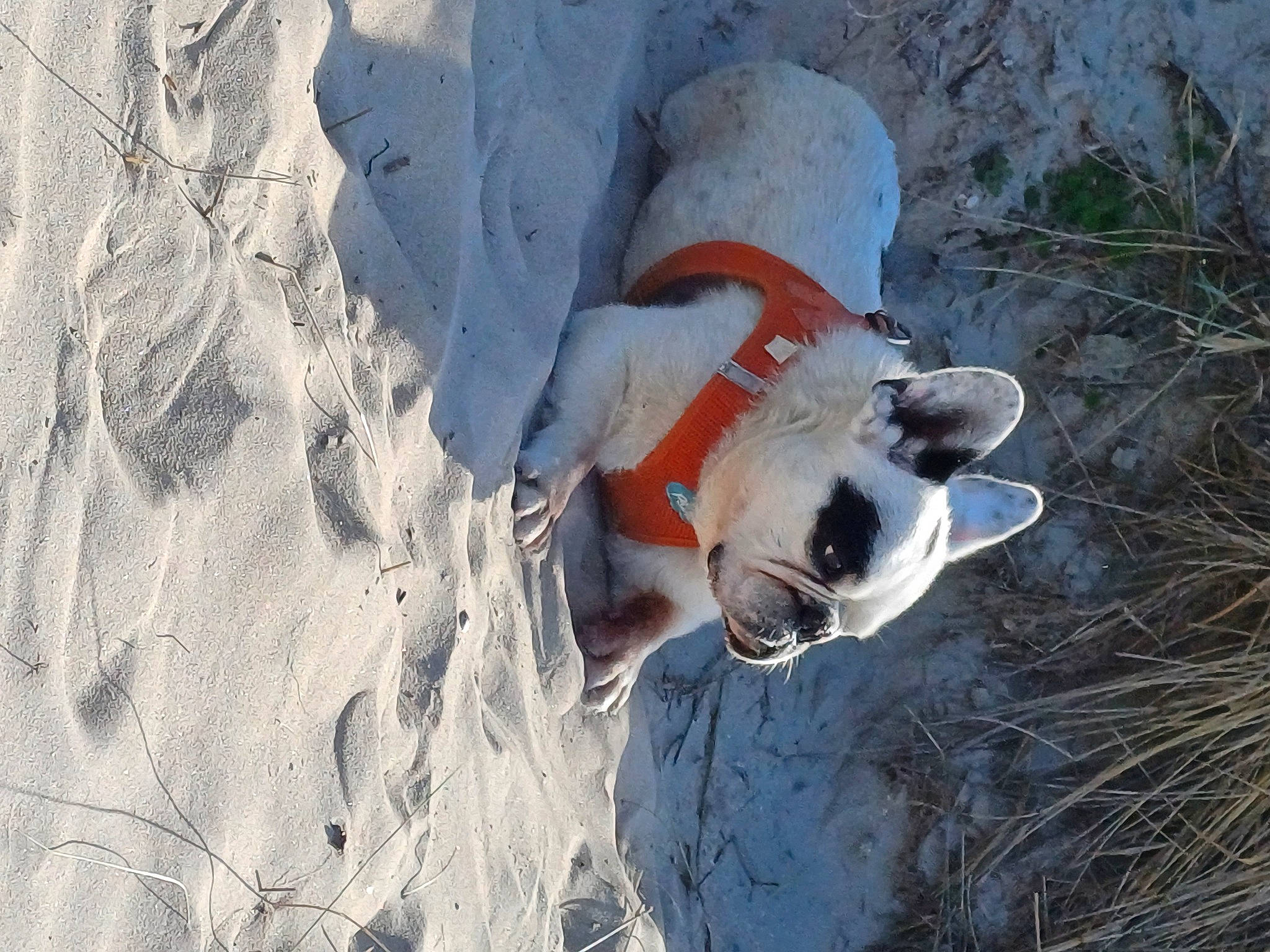 Lilou a rejoint le concours — aidez-le/la à gagner de superbes lots ! adventure, canidae, carmine, carnivore, companion_dog, concrete, dog, dog_breed, foot, freezing, grass, human_leg, landscape, plant, recreation, soil, sporting_group, tail, tree, wood