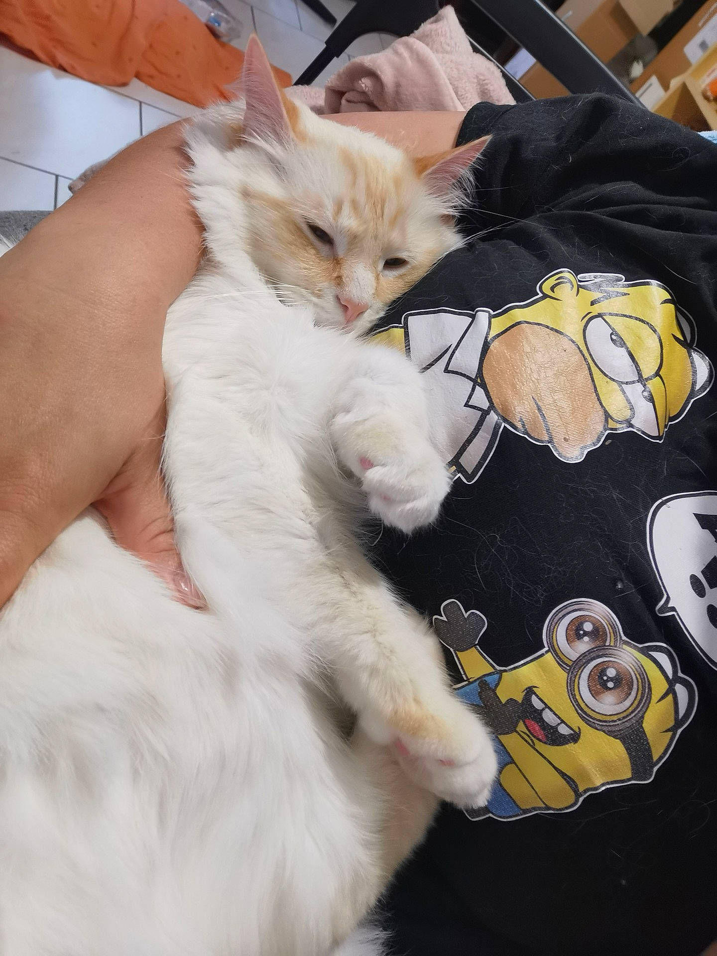 Olaf participe au concours pour gagner de l'argent avec cette photo : bag, carnivore, cat, claw, comfort, companion_dog, domestic_short_haired_cat, fashion_accessory, fawn, felidae, fur, gesture, lap, luggage_and_bags, mammal, nap, paw, small_to_medium_sized_cats, tail, whiskers