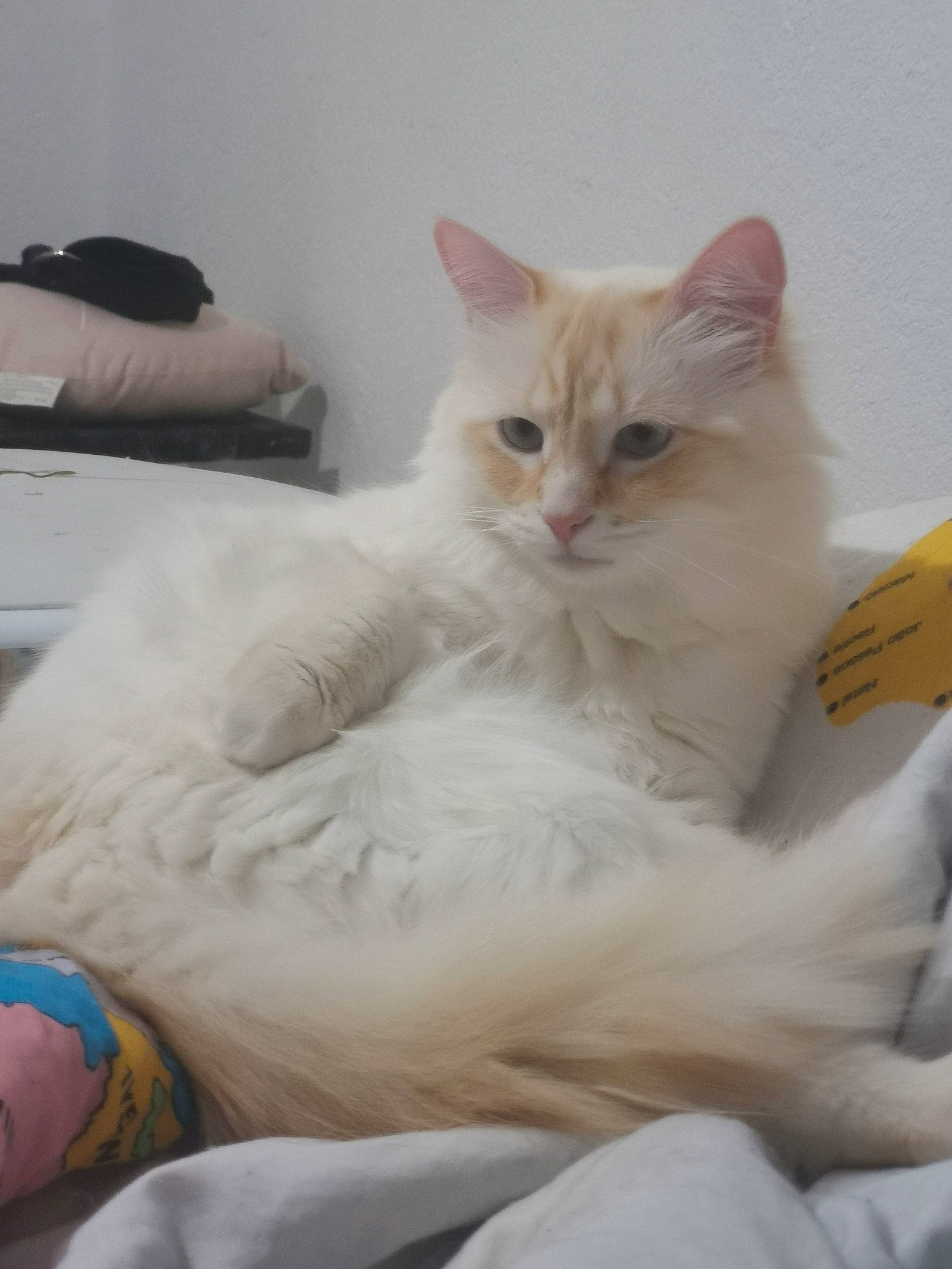 Olaf a rejoint le concours — aidez-le/la à gagner de superbes lots ! carnivore, cat, claw, comfort, felidae, fur, paw, small_to_medium_sized_cats, tail, whiskers