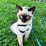 cat, siamese_cat, grass, leash, harness, four_leaf_clover, outdoor, pet, animal, greenery, nature, cute, fur, whiskers, ears, eyes, muzzle, sitting, playful, lucky