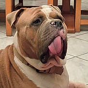 Titan participe au concours pour gagner de l'argent avec cette photo : bulldog, dog, tongue_out, drool, indoor, tile_floor, brown_fur, white_fur, collar, pet, animal, canine, sitting, close_up, wooden_furniture, background, floor, portrait, cute, domestic