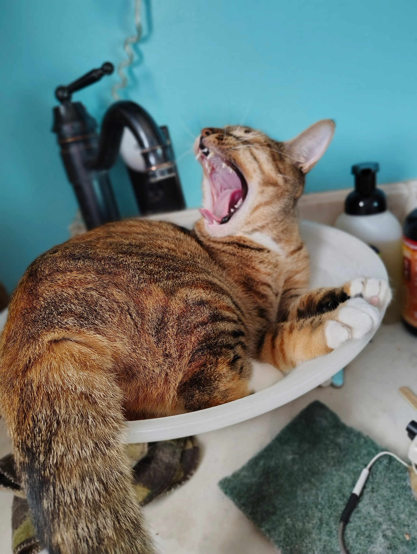 Neena is registered to the contest to win money with this photo: cat, tabby, yawning, sink, bathroom, faucet, blue_wall, domestic_animal, pet, fur, whiskers, claws, tail, relaxing, indoor, household, toiletries, mouth_open, paw, cute