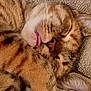 Neena joined the competition — help win amazing prizes! cat, tabby, sleeping, tongue_out, close_up, feline, fur, whiskers, ears, nose, relaxed, cozy, texture, fabric, animal, pet, cute, resting, soft, domestic_cat