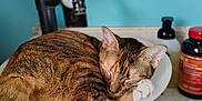 Neena joined the competition — help win amazing prizes! cat, tabby_cat, sleeping, sink, bathroom, toiletries, countertop, blue_wall, domestic_animal, pet, fur, whiskers, ear, paw, curled_up, resting, indoor, household, relaxation, close_up