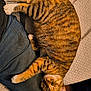 Neena is registered to the contest to win money with this photo: cat, tabby, sleeping, pet, animal, fur, striped, relaxed, indoor, cozy, person, clothing, jeans, resting, cute, whiskers, paw, mammal, domestic, nap