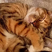 Neena joined the competition — help win amazing prizes! cat, tabby, sleeping, paw, fur, closeup, cozy, resting, pet, animal, cute, whiskers, ear, striped, soft, comfort, relaxation, indoor, blanket, nap