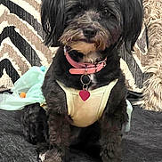 Penny is registered to the contest to win money with this photo: dog, black_dog, pet, collar, heart_tag, dress, sitting, cute, furry, indoor, cushion, patterned_background, fur, animal, small_dog, portrait, domestic_animal, adorable, pink_collar, textile